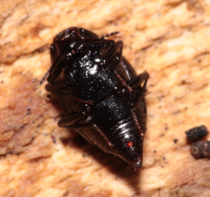 Scaphidium quadrimaculatum - négyfoltos sajkabogár