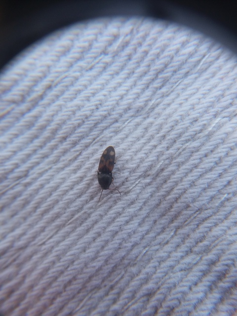 Drasterius bimaculatus - változékony pattanó