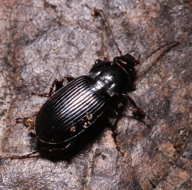 Pterostichus vernalis - ligeti gyászfutó