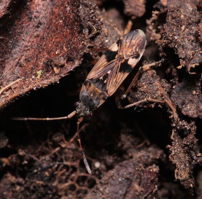 Beosus maritimus - homoki bodobács