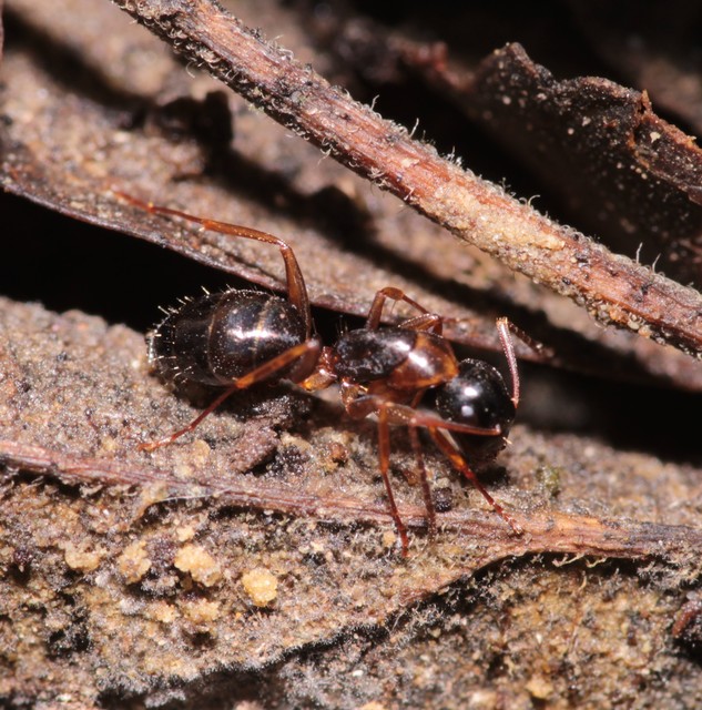 Camponotus fallax - ligeti lóhangya