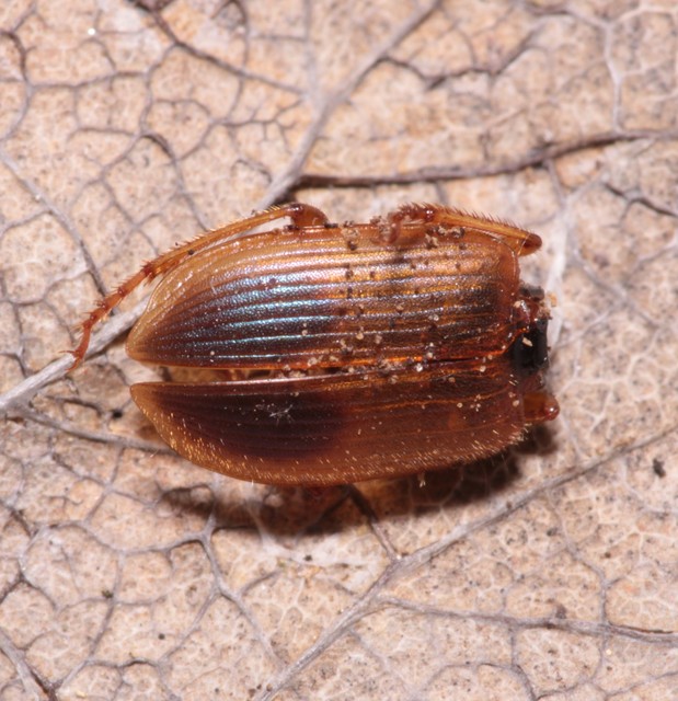 Diachromus germanus - német tarkafutó