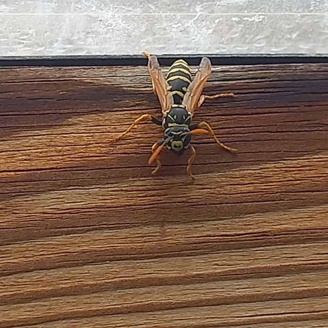 Polistes dominulus - déli papírdarázs