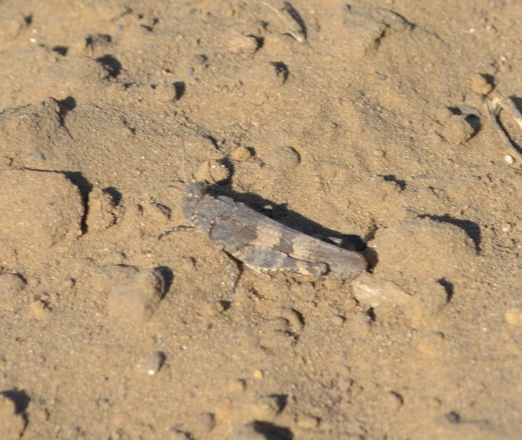 Oedipoda caerulescens - kékszárnyú sáska