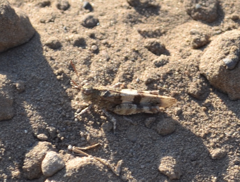 Oedipoda caerulescens - kékszárnyú sáska