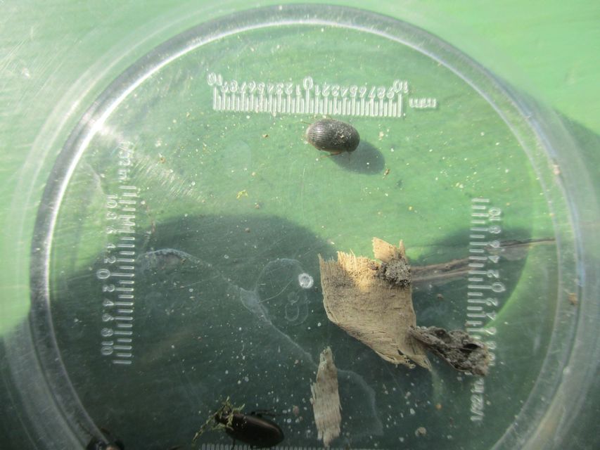 Hydrobius