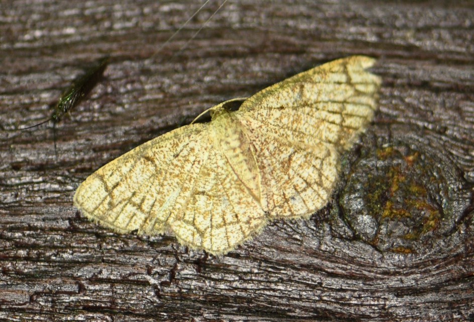 Stegania cararia - gyűrűs nyáraraszoló