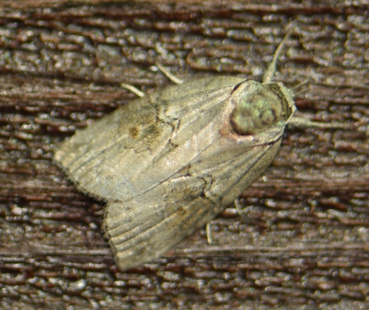 Nycteola asiatica - nyárfa-trapézbagoly