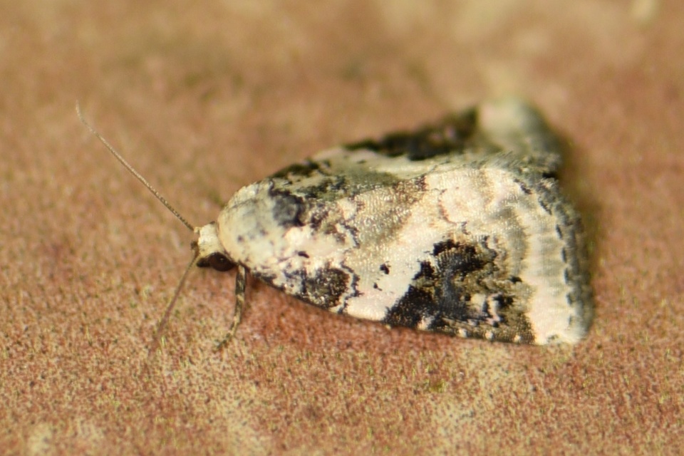 Pseudeustrotia candidula - fehéres apróbagoly