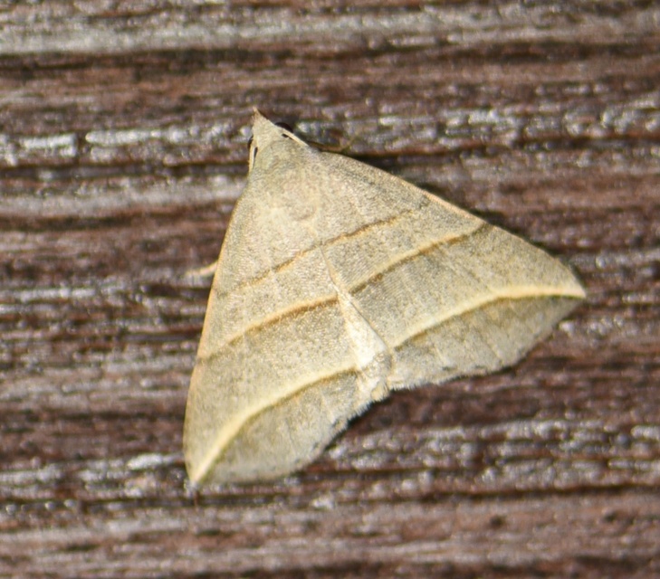 Colobochyla salicalis - háromsávos törpebagoly
