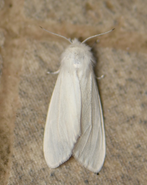 Hyphantria cunea - amerikai fehér medvelepke