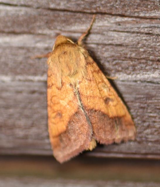 Pyrrhia umbra - iglicebagoly