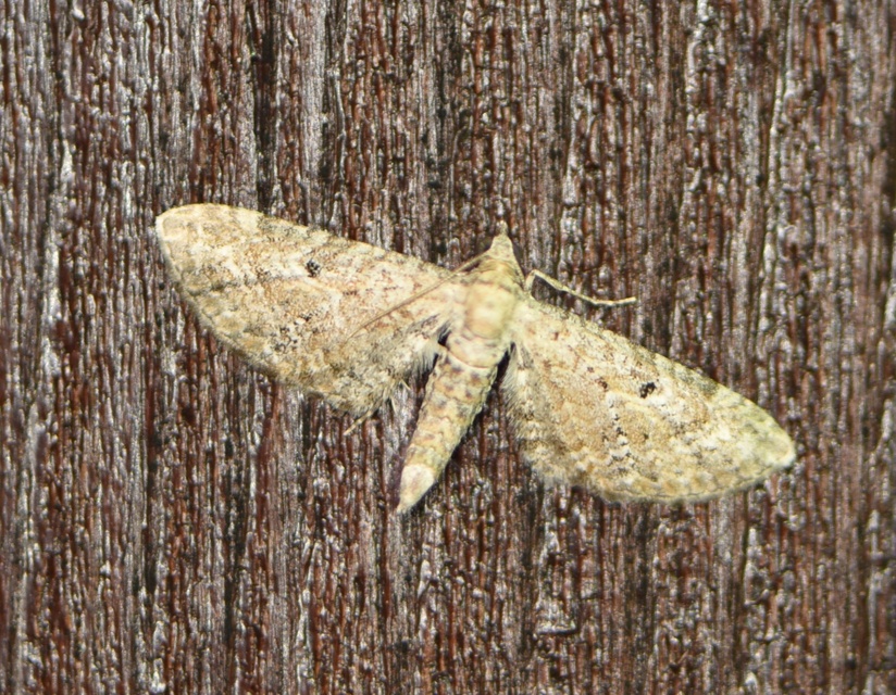 Eupithecia millefoliata - cickafark-törpearaszoló