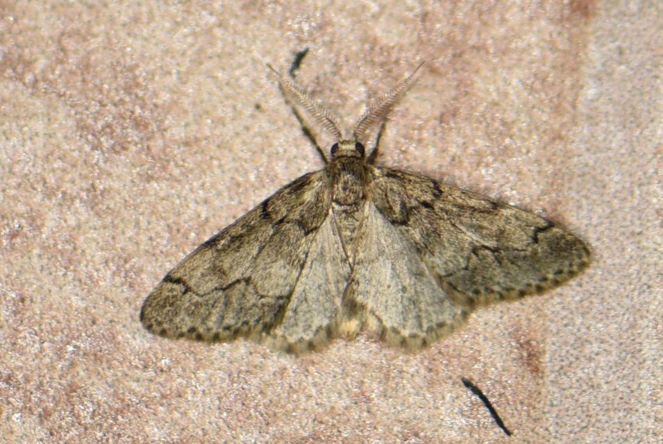 Tephronia sepiaria/Eumannia lepraria