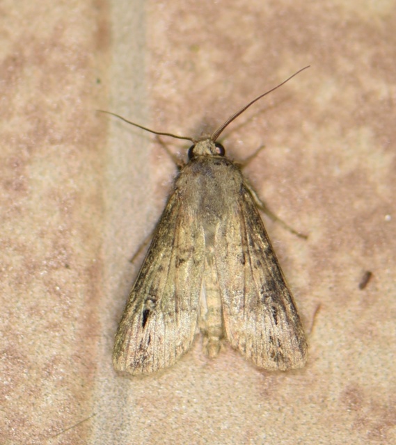 Agrotis ipsilon - nagy földibagoly
