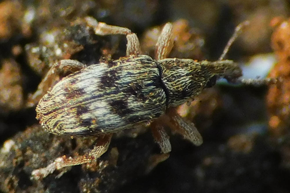 Taeniapion urticarium - csalán-cickányormányos