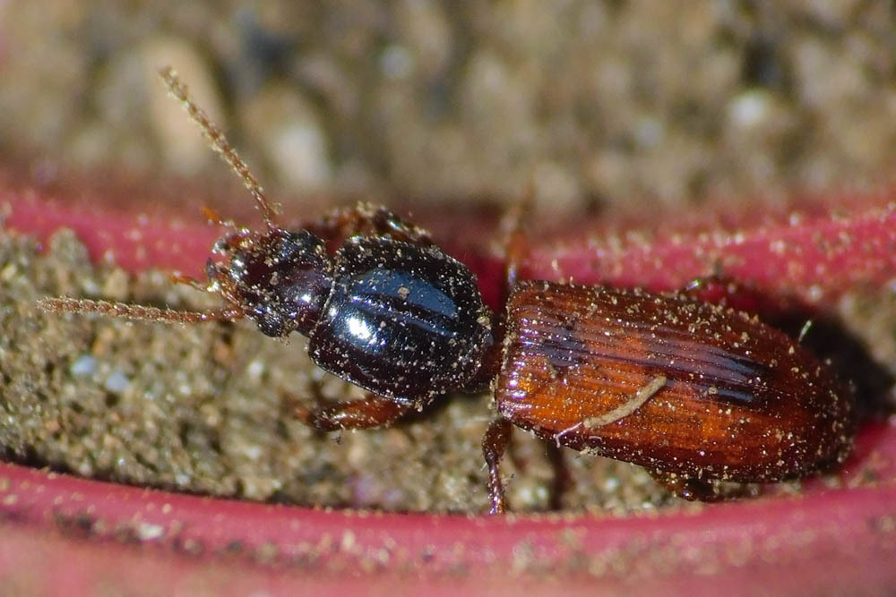 Clivina collaris - kétszínű vakondfutó