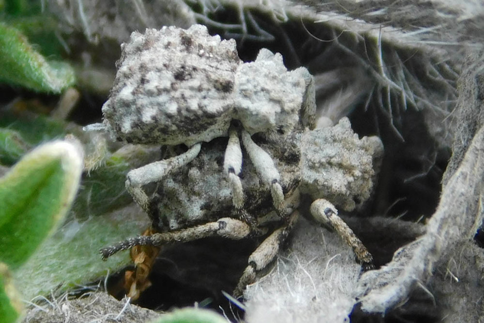 Herpes porcellus - bütyköshátú ormányos