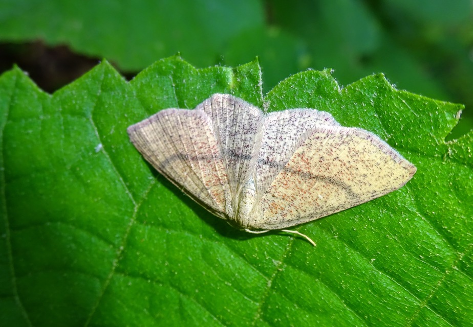 Cyclophora ruficiliaria - vörösrojtú pettyesaraszoló