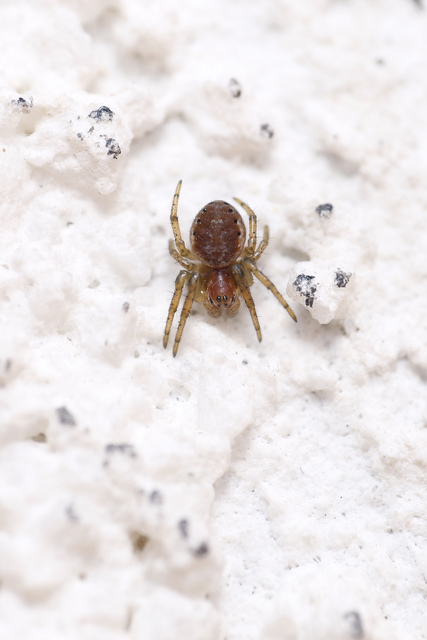 Araniella