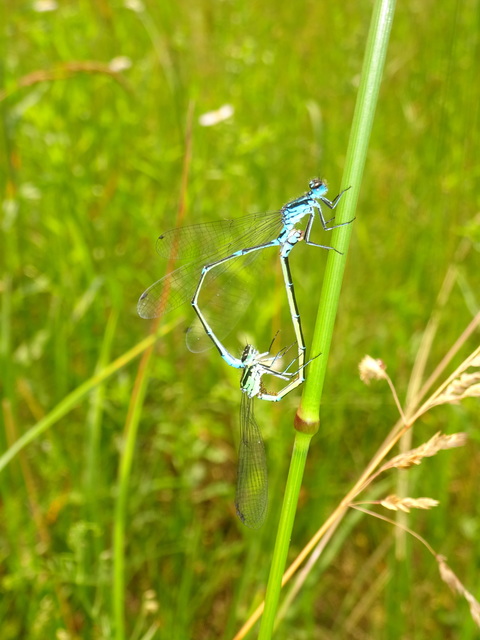 Coenagrion pulchellum - karcsú légivadász
