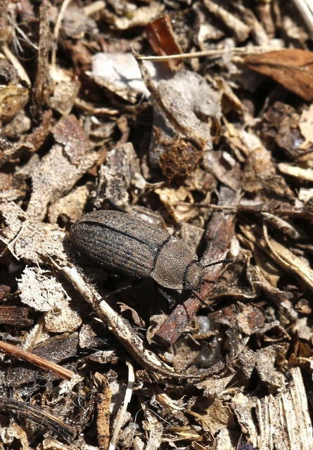 Gonocephalum granulatum pusillum