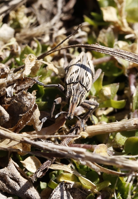 Coniocleonus nigrosuturatus - nyíljegyes barkó