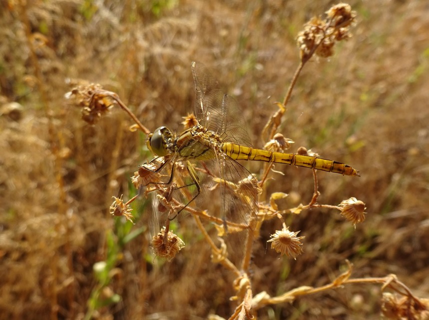 Sympetrum vulgatum - barkós katona-szitakötő