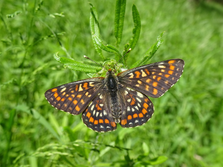 Euphydryas maturna - díszes tarkalepke
