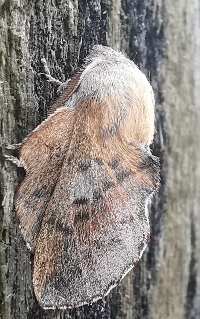 Phyllodesma tremulifolia - nyárlevélpohók