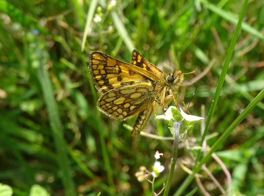 Carterocephalus palaemon - kockás busalepke