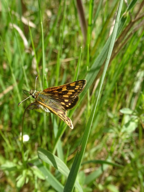 Carterocephalus palaemon - kockás busalepke
