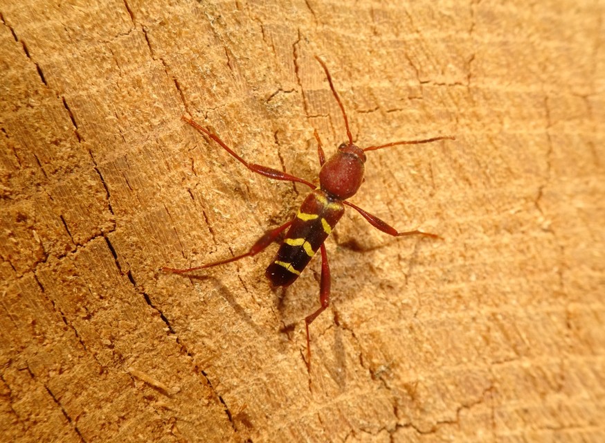 Neoclytus acuminatus - amerikai darázscincér