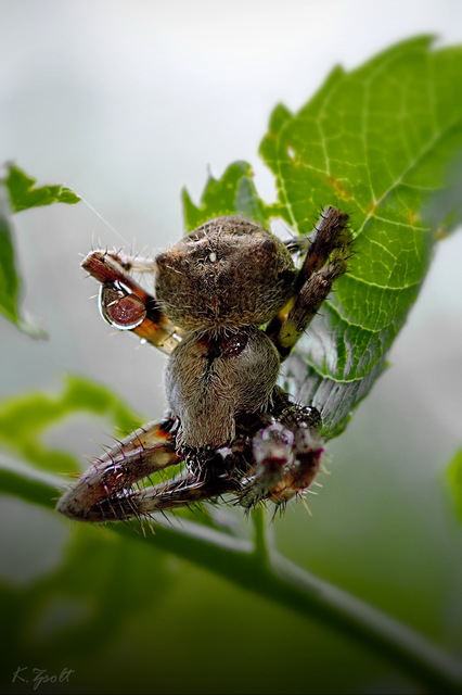 Araneus circe/angulatus