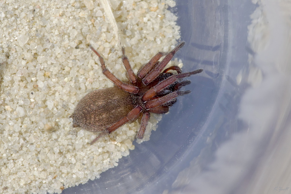Haplodrassus