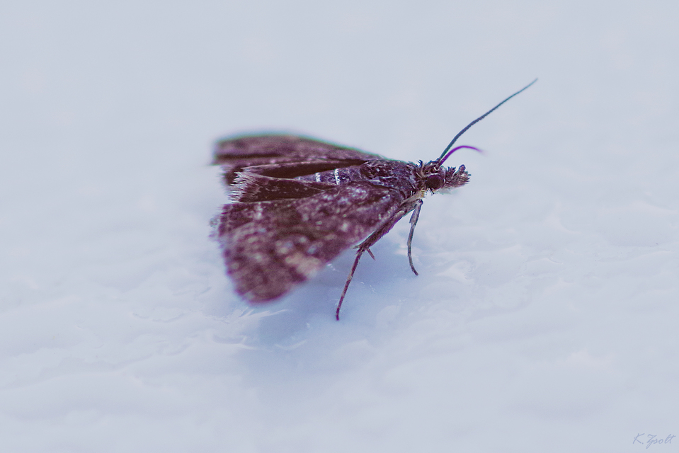 Heliothela wulfeniana - fényes kormosmoly