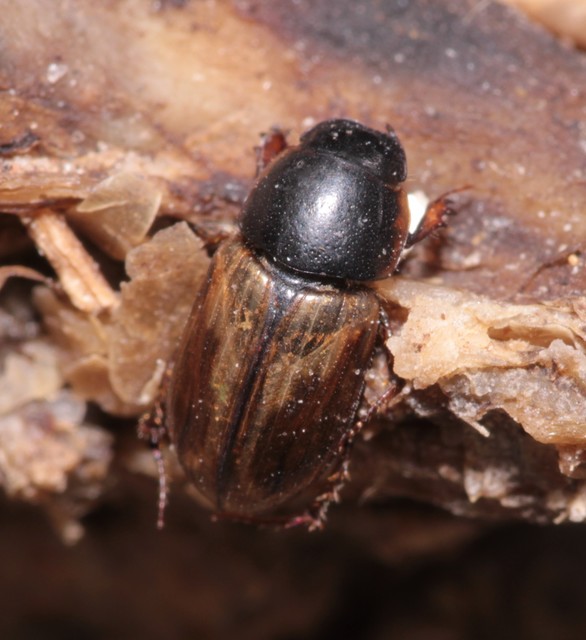 Aphodius prodromus - sárgalábú trágyabogár
