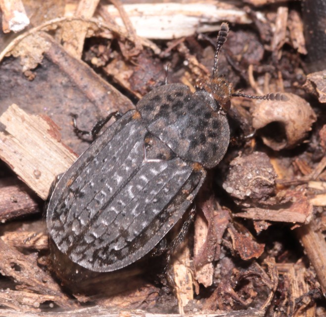 Thanatophilus rugosus - ripacsos dögbogár