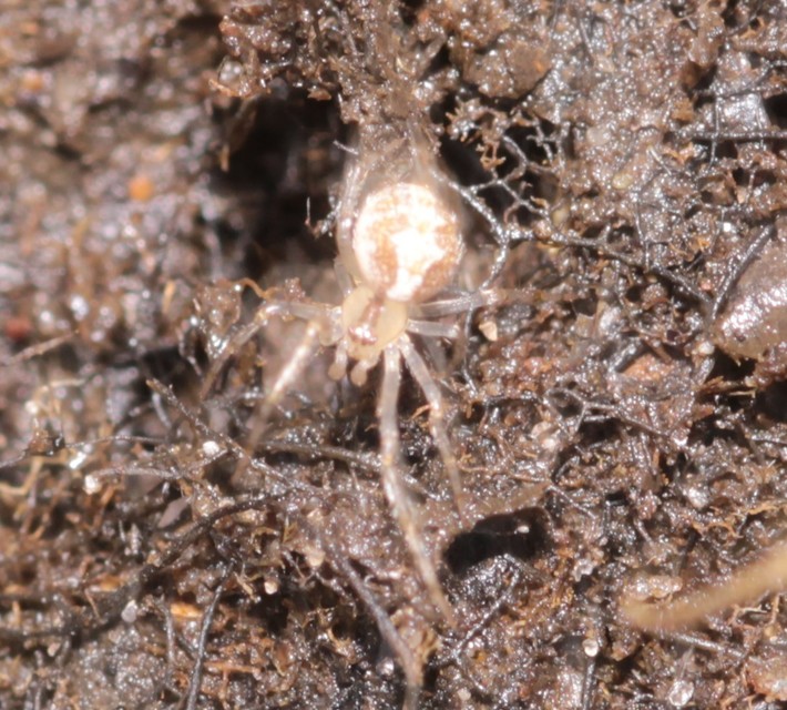 Theridion