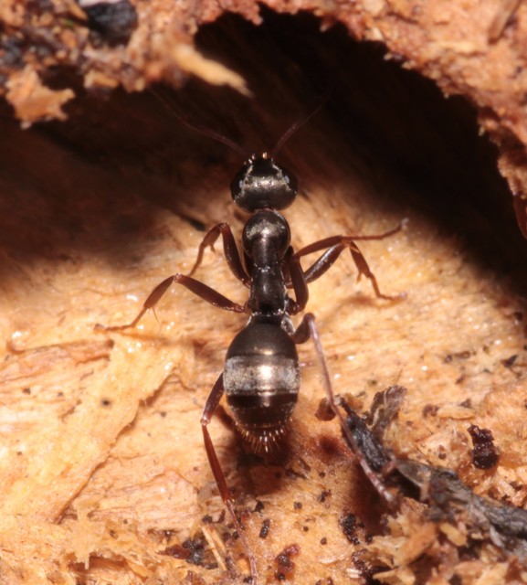 Formica fusca - kormos rabszolgahangya