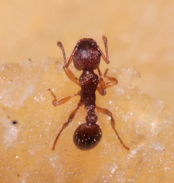 Myrmica sabuleti - gyakori bütyköshangya