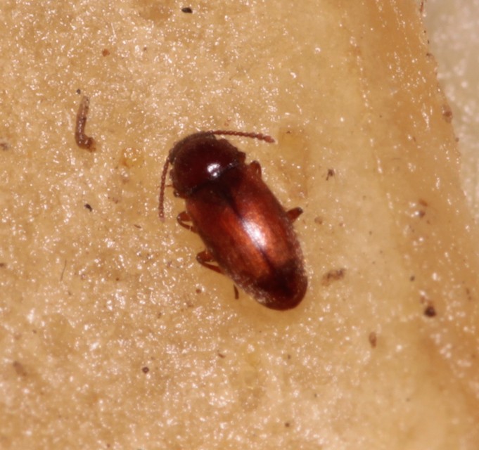 Cryptophagidae - penészbogárfélék