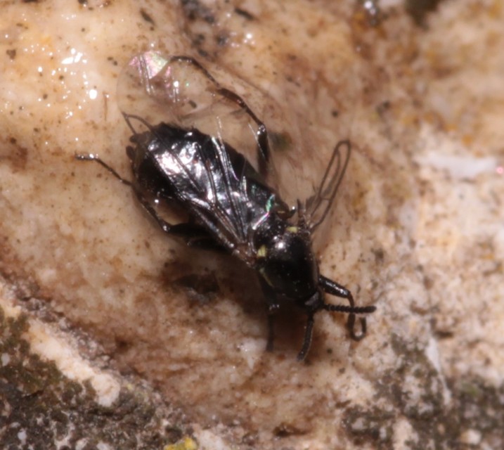 Scatopse notata