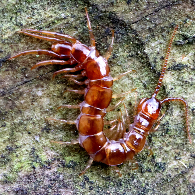 Lithobius