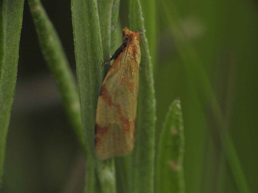 Clepsis pallidana - aranysárga sodrómoly