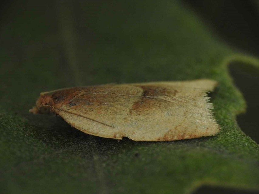 Clepsis rurinana - fakó sodrómoly