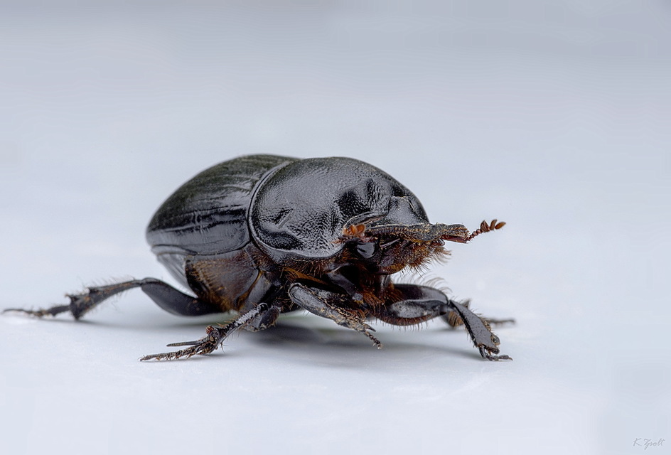 Copris lunaris - közönséges holdszarvú-ganéjtúró