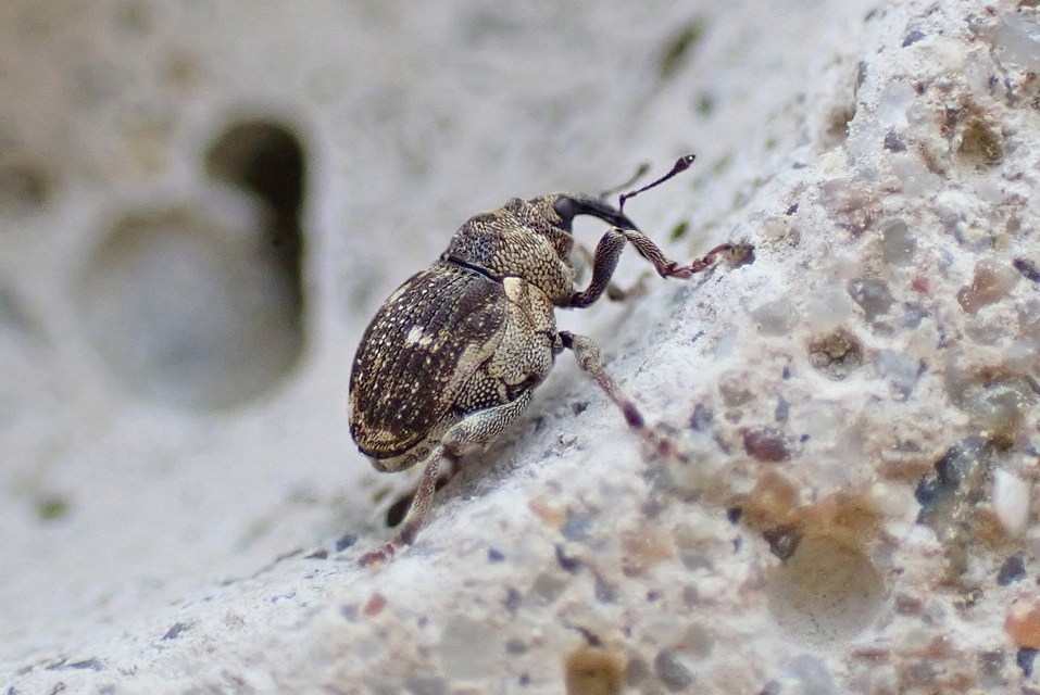 Nedyus quadrimaculatus - közönséges csalánormányos