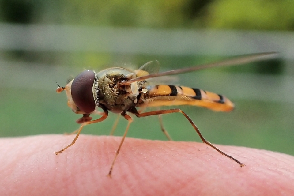 Episyrphus balteatus - ékfoltos zengőlégy