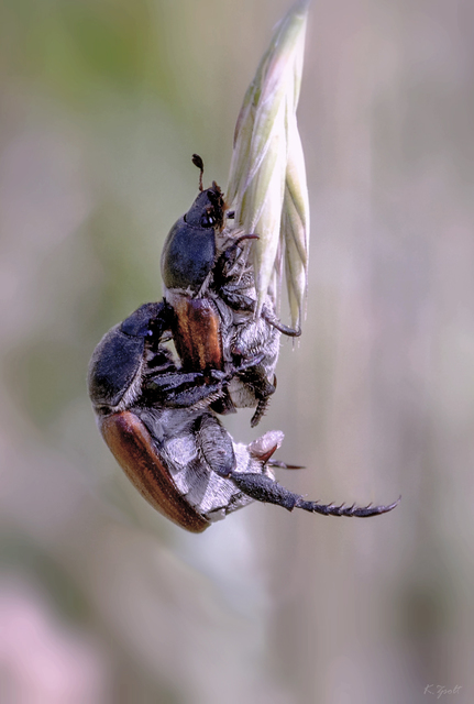 Anisoplia austriaca - osztrák szipoly